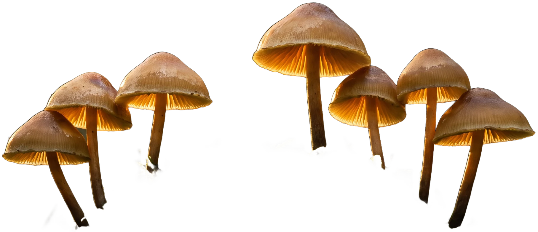 Golden mushrooms glowing on a mound of moss, standing in front of the word Shroomz